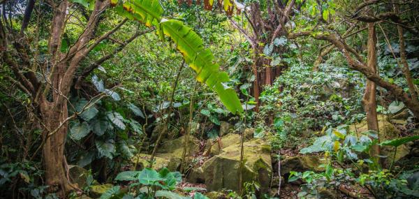 Botanical Garden Improvement