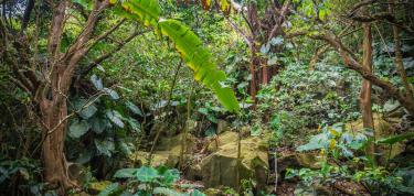 Botanical Garden Improvement